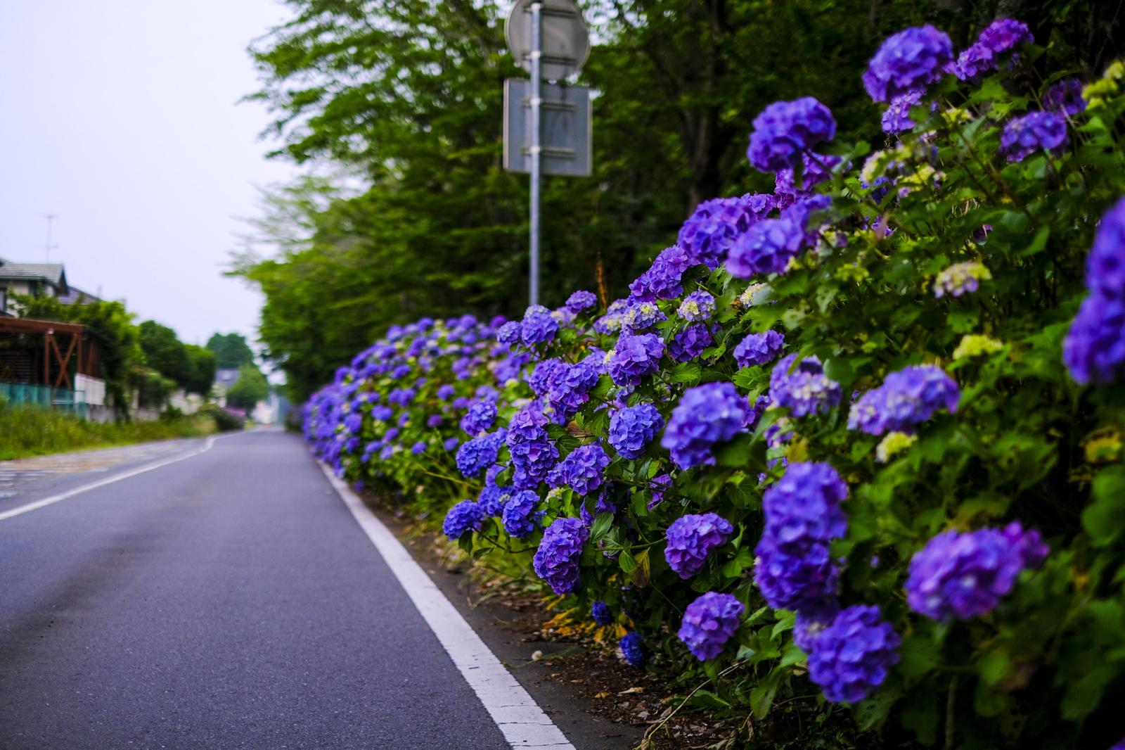 バス専用道ＢＲＴ（鹿島鉄道跡地）・あじさい・東田中駅