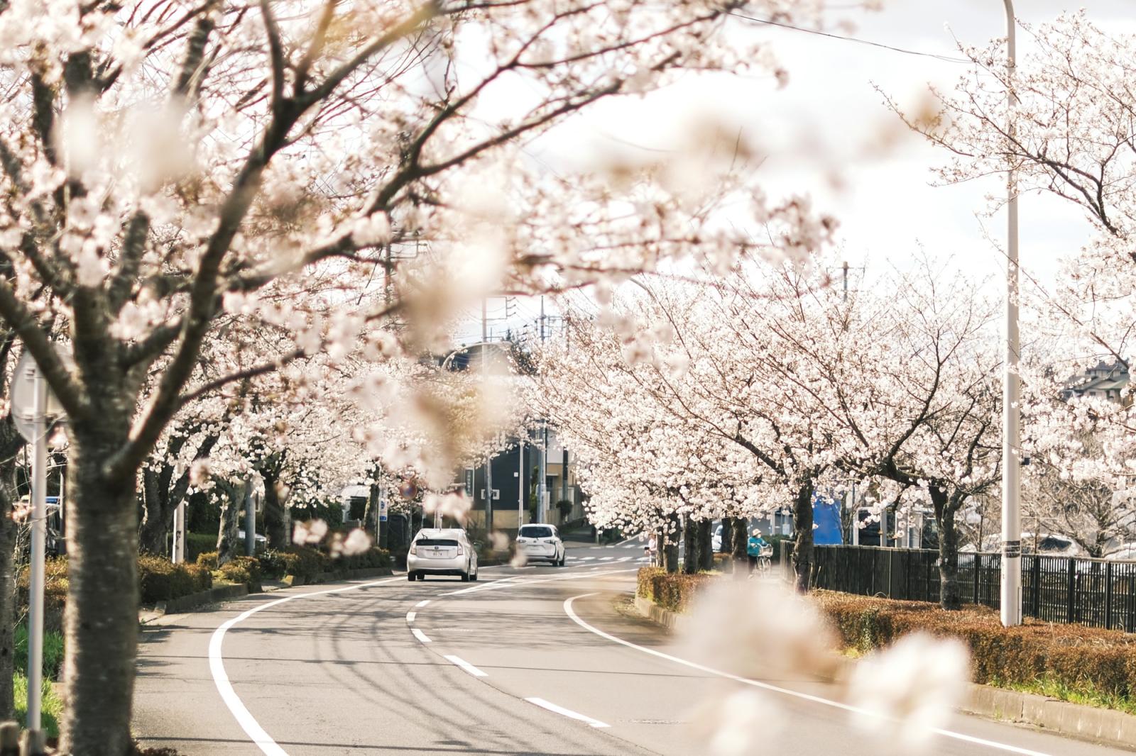 桜・石岡市南台地内（ＪＡひたち野農協南台支店前）